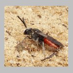 Sphecodes albilabris - Blutbiene 07 13mm.jpg